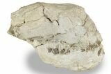 Bargain, Fossil Oreodont (Merycoidodon) Skull - South Dakota #241839-1